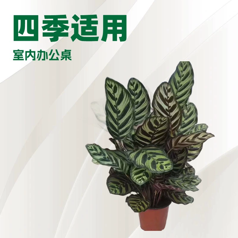 Исходная база продает комнатные декоративные растения большие горшки Павлин арроут 5 горшков листьев горшечных цветов оптом