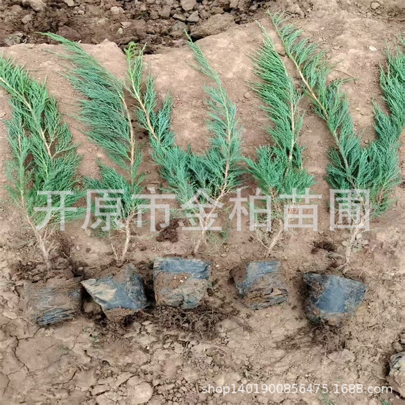 营养杯沙地柏树苗地被耐寒常绿苗木沙地柏盆栽地栽偃柏造型球