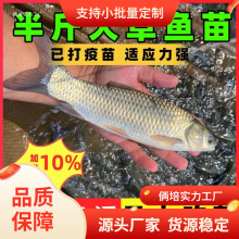 大草鱼苗淡水好养殖可食用草鱼四大家鱼鲩鱼半斤特大草鱼活体鱼苗