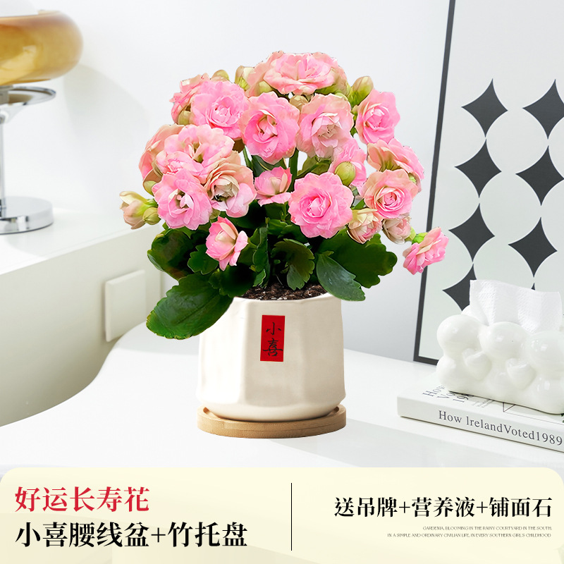[핑크 더블 꽃잎] 행운 장수 꽃 + 작은 허리 둘레 화분 + 대나무 트레이 (봄 포장 포함)