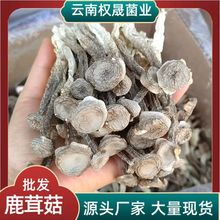 鹿茸菇云南菌菇厂家产地源头批发食用菌菇蘑菇干货特产直供煲汤