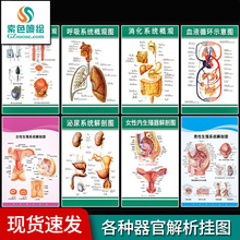 包邮人体器官图 内脏贴纸贴图贴画墙贴海报KT医学解剖人体器官图