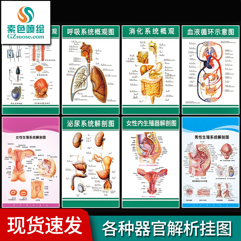 包邮人体器官图 内脏贴纸贴图贴画墙贴海报KT医学解剖人体器官图