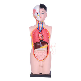 �������w�����|��ģ��68cm�̌W�������ģ��85���׿ɲ�жһ�����u