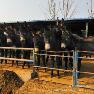 ���C���H�Bֳ�� С�H�� �����H ���^�H ���H��r��