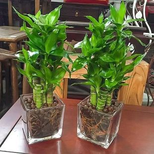 Backgammon Guanyin Bamboo Rich Bamboo with Roots and Water-Raised Lotus Bamboo Hydroponic Soil Culture Potted Indoor Plants Absorb Formaldehyde