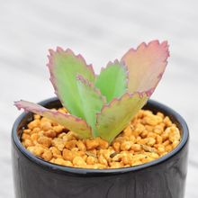 宽叶不死鸟多肉植物老桩棒叶落地生根花阔叶肉肉盆栽大叶不死鸟锦