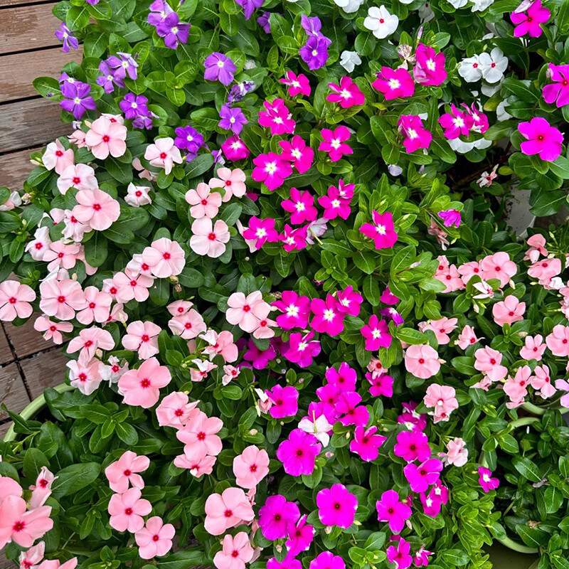 Periwinkle Seeds, Flower Seeds, Daily Spring Seeds, Sowing and Blooming in All Seasons, Drought-Resistant Balcony Flower Seeds, Potted Garden Seeds