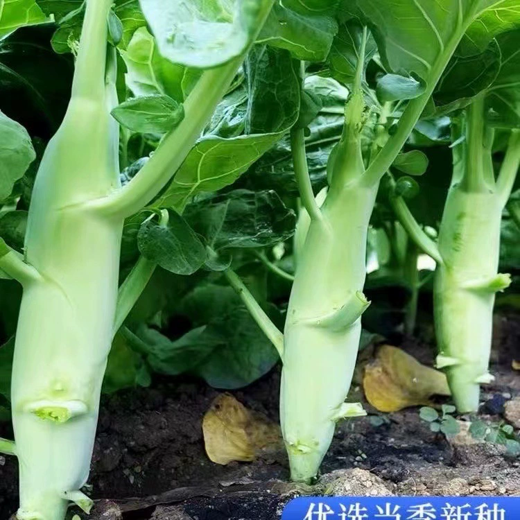 Семена капусты Куриные ножки Сладкие Хрустящие Семена капусты Овощной сад Термостойкие Семена овощей Посев в фермерском доме в четыре сезона