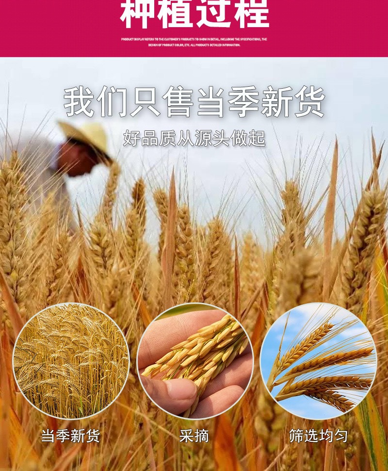 Roasted Barley Tea Da Mai Cha 500g Dried Roasted Barley Grains for Daily Herbal Brewing specifications