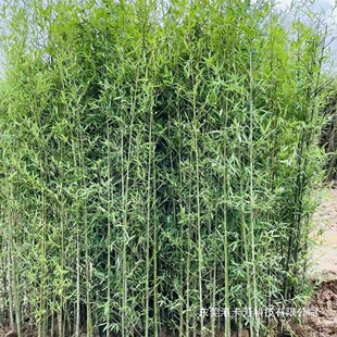 �����籱���ͺ�ͥԺ�G�����^����ֲ���ļ����������_�������Ә���