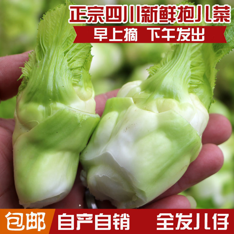 Mustard wholesale Sichuan Province fresh Children dish Mother and son Crisp Hold the baby Brussels Now pick Now send pickled cabbage raw material