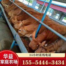 山东养殖场2-6个月育肥鲁西黄牛牛犊种牛黄牛苗 小肉牛崽