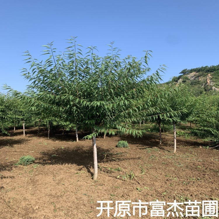 京桃 工程苗木小区园林绿化6-8公分山桃树 辽宁苗圃供应 基地批发