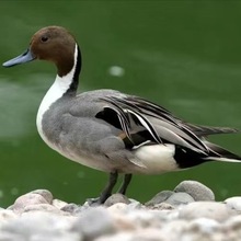 ^rׯ^pˮݳ βw^p ^pBֳ