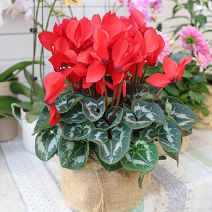 ��Ʒ�ɿ́����Ԏ����l؛���B�҃Ȼ����ļ����̨�҃������^��ֲ��