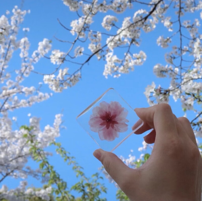 さくら限定｜エポキシ桜植物標本 永遠の花 ドライフラワー オーナメント ペンダント ギフト お土産 母|undefined