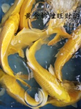 �S�����P�\�����w���B��ˮ�~��С���Lβ���~�絭ˮ���B�^�p���~