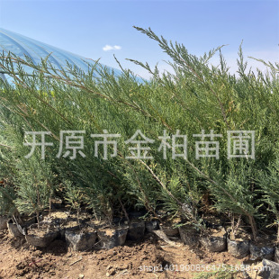 Nursery Base Wholesale Sand Cypress Cup Seedlings Cold-Resistant and Drought-Resistant Evergreen Seedlings Sand Cypress Saplings Northeast Cutting Seedlings