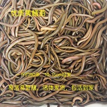 黄鳝野生小黄鳝苗小黄鳝鲜活苗幼苗野生长鱼苗鳝鱼苗批发厂家批发