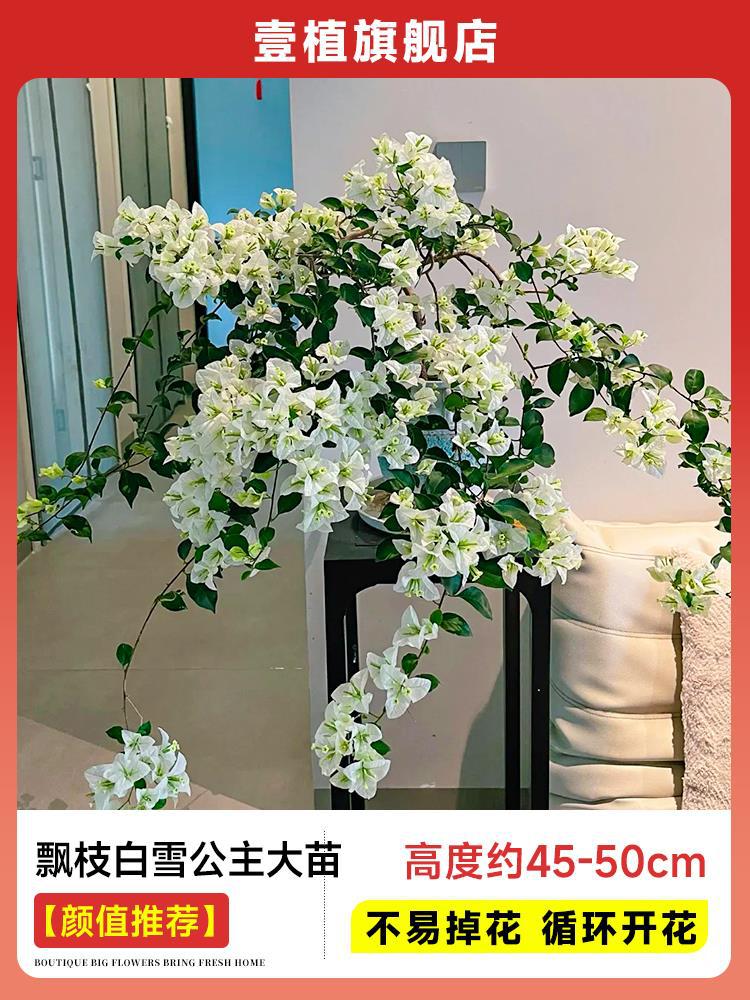 [외관 추천] 떠다니는 가지 백설공주 큰 모종 [45-50cm丨떨어지기 쉽지 않음丨반복 개화]