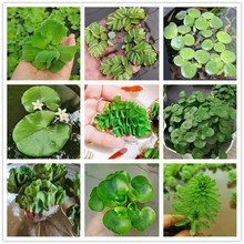 ˮ�ݸ�Ƽˮ���Jˮܽ��һ�~ɏˮ��ˮ��ֲ�ﻨ�����r�~���~�X�ݾGֲ