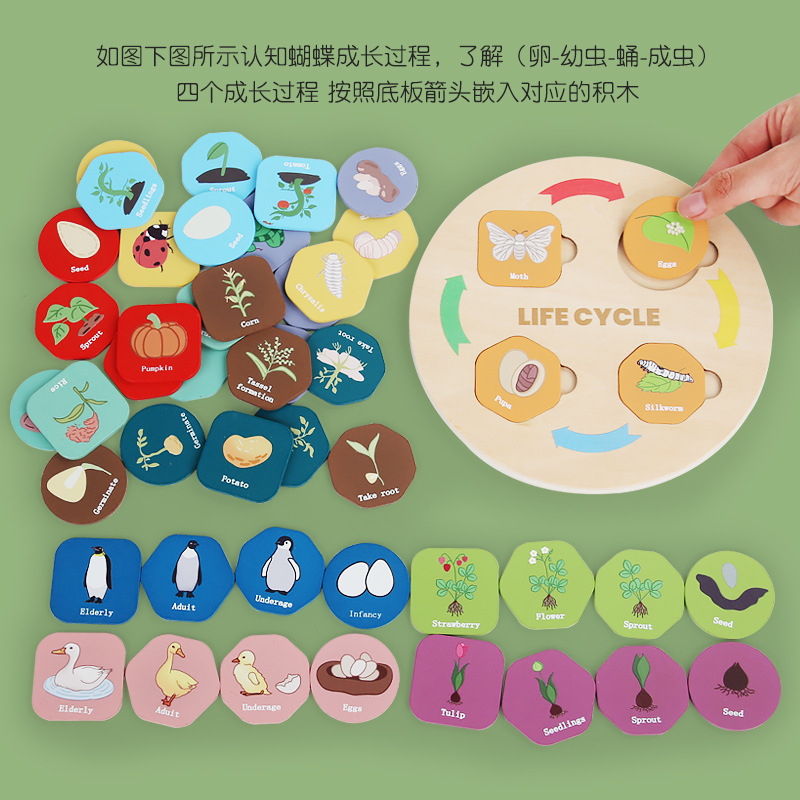 Bandeja de ciclo de crecimiento de madera transfronteriza juguetes pequeños juguetes de iluminación para niños educación temprana educativa deducción juguetes adornos