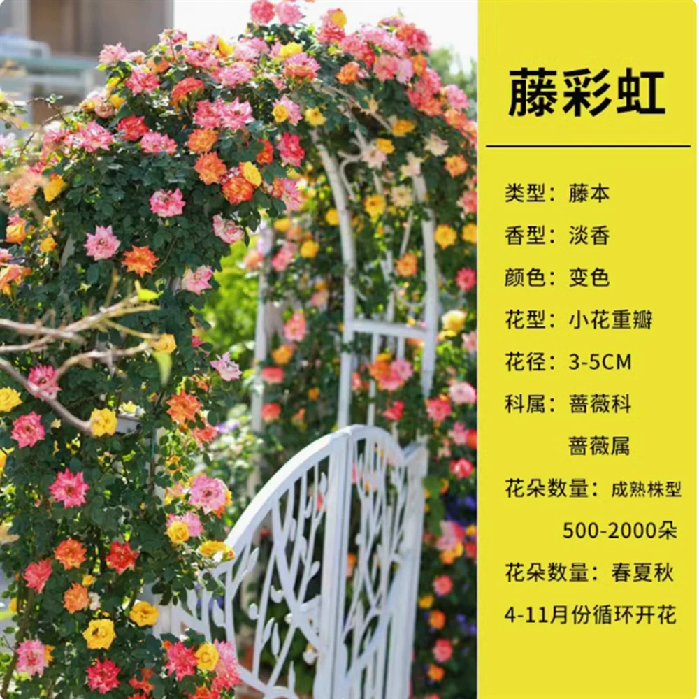 Рассада розы Очень большой цветок Зеленое растение Комнатное розовое Коралловое желе Цветок розы Альпинистская лоза Четыре сезона Цветение