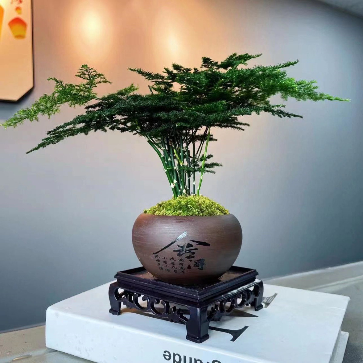 造型文竹+紫砂舍得盆++方底座