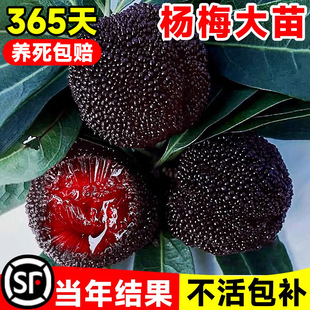 �ɾӖ|����÷������Ϸ��޽Ӻ�̿ˮ������������ش�|������Y��