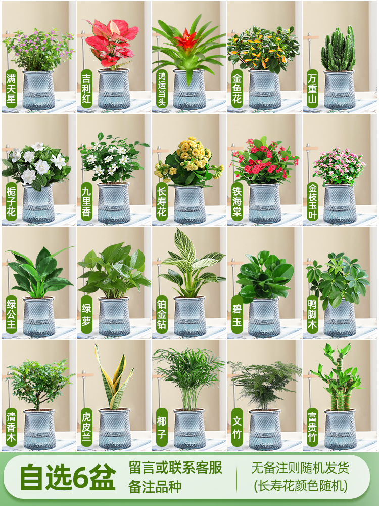 [선택한 녹색 식물과 꽃 화분 6개] 품종 비고