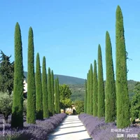 Саженцы кипариса, кипарис, вечнозеленая сосна и кипарис, Platycladus, саженцы китайского кипариса, Platycladus, Platycladus, золотой кипарис, пагода сосна, саженцы кипариса