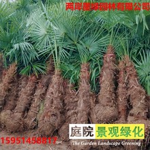 棕榈树苗别墅庭院绿化苗木唐山棕扇子树招财树四季常青棕树苗盆栽