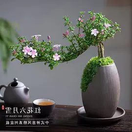 盆栽;花盆容器;月季蔷薇植物