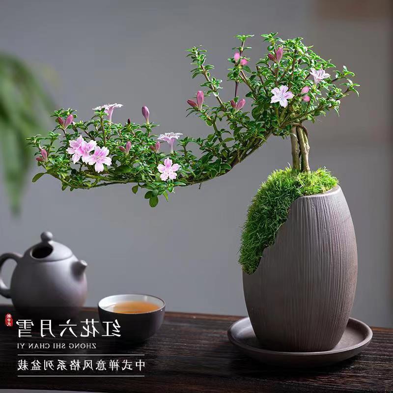 Red Flower June Snow Bonsai Cliff Old Pile Flower Bonsai Office Easy to Grow Small Potted Green Plants Creative Styling Red Flower June Snow Bonsai Cliff Old Pile Flower Bonsai Office Easy to Grow Small Potted Green Plants Creative Styling