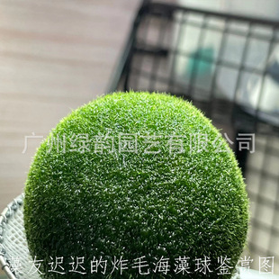 marimo�Ҹ��������^�p���w��ˮ�����l΢���^���Bƿˮ����ǾG����