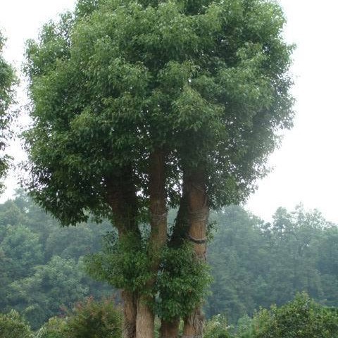 õ��ľ��  �� Ȼ������  ��Ҷ������   �������ʵ�ľ��