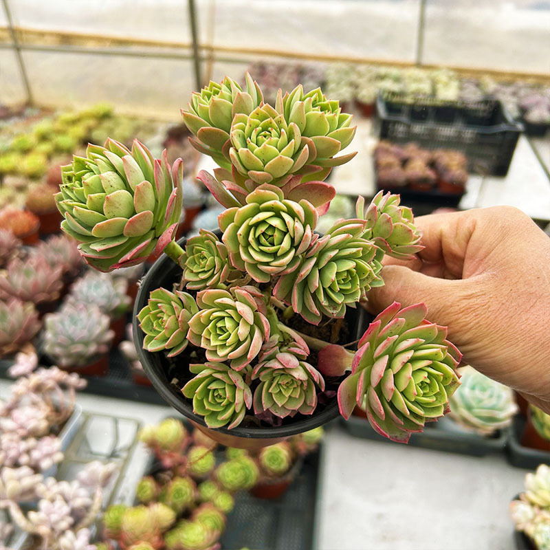 그린 로즈, 전체 스테이크 10-14cm