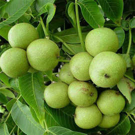 嫁接核桃树苗果树苗南北方种植山核桃苗8518地栽薄壳纸皮当年结果