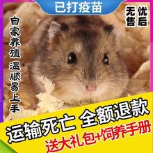 小仓鼠活物三线银狐金丝熊可爱活着家养学生版金丝熊一对情侣宠物