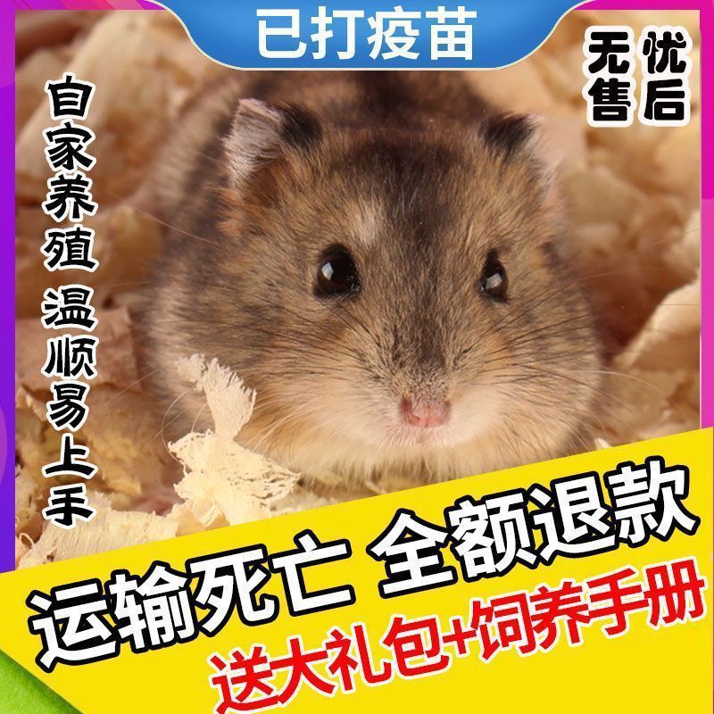 小仓鼠活物三线银狐金丝熊可爱活着家养学生版金丝熊一对情侣宠物