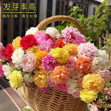 �ذ�̫ꖻ��N�Ӵ�ȫ�׳ɻ��_���ļ����N�҃������Ի����绨�ܷN��