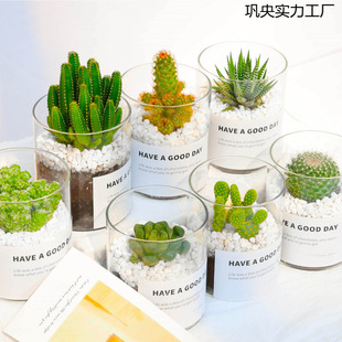 Cactus, Cactus, Office Desktop, Radiation-Proof Plant Potted Plant, Immortal Flowering Succulent Small Potted Green Plant