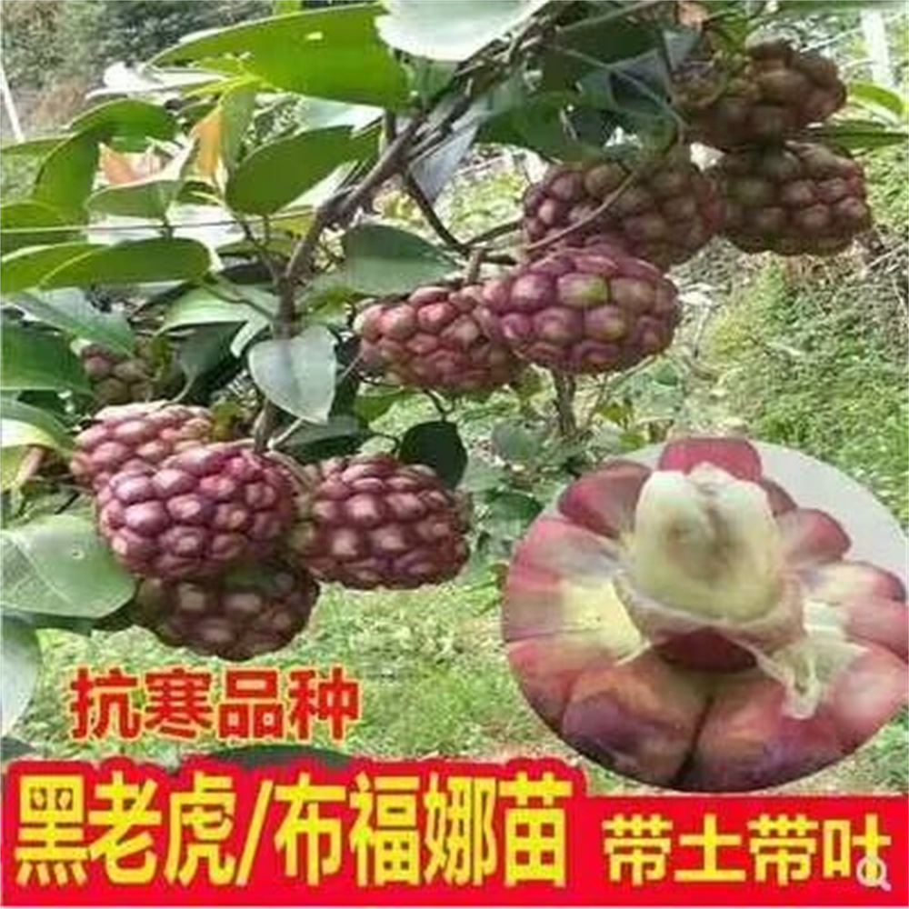 紫红一号大血藤果苗布福娜树苗黑老虎野生老蔸苗奇特绿色植物