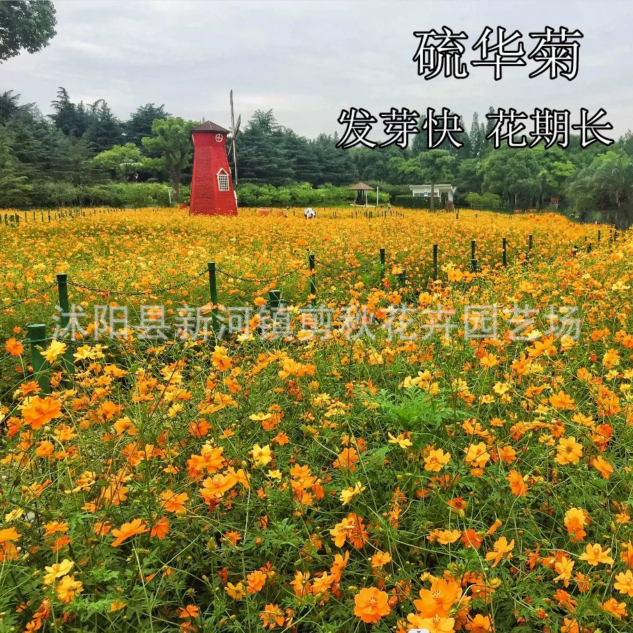 Семена хризантемы серы Хуан Цюин семена цветов Хризантема Сера балкон четыре сезона легко выращивать желтый Космос Семена цветов бесплодные