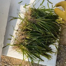 ��ݴ��������ͺ�������ݳ�ˮֲ�����ˮ�|��������Nˮ��ֲ��