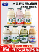 牛奶饮品乳酸菌芒果草莓香蕉果味220g*6瓶整箱学生早餐奶饮料