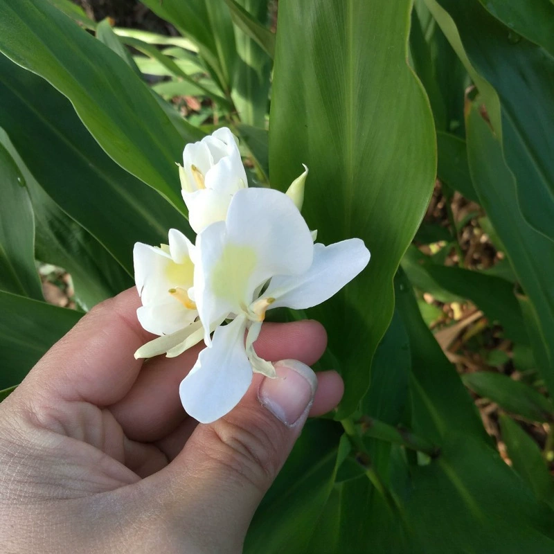 Питомник Оптовая Дикий Имбирь Цветок Пресноводные Травянистые Растения Бабочка Имбирь Цветок Водные Растения База Происхождения Рассады