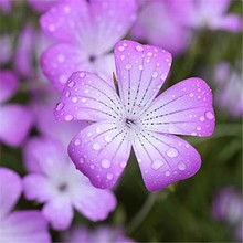 羳؛̷N eݻLļN ͥԺ