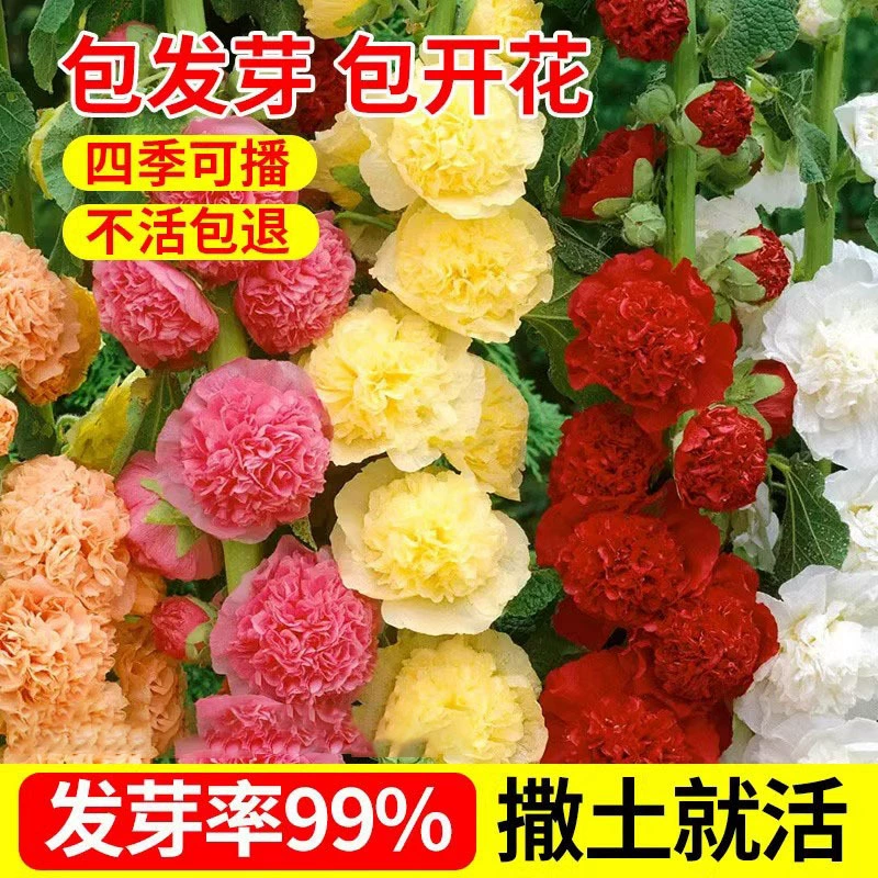 Семена цветов Hollyhock, семена подсолнечника с двойными лепестками, легко живущие семена цветов для внутреннего и наружного сада для посева и цветения в любое время года.